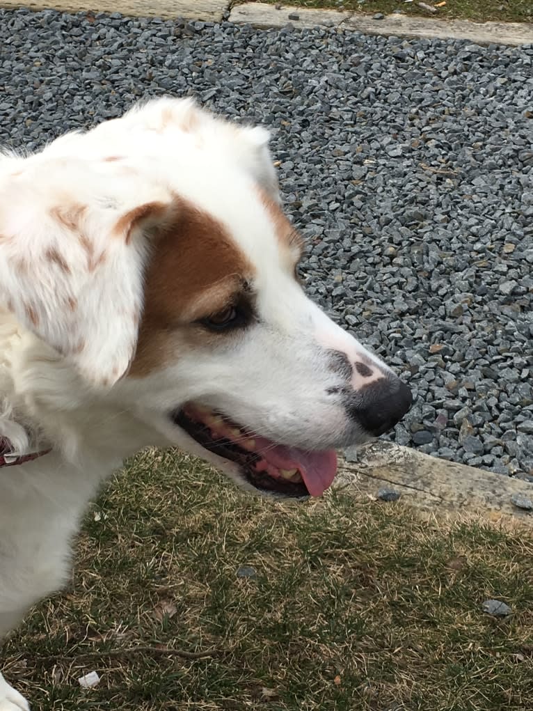 Oscar, a West Asian Village Dog tested with EmbarkVet.com