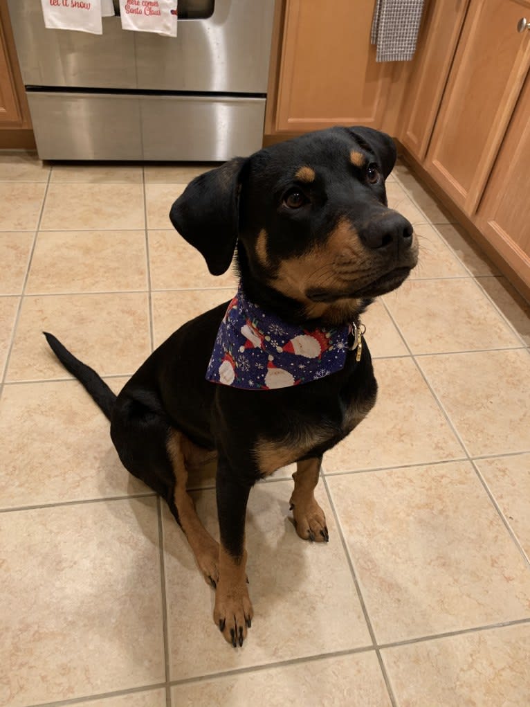 Lucy, a Rottweiler and Labrador Retriever mix tested with EmbarkVet.com