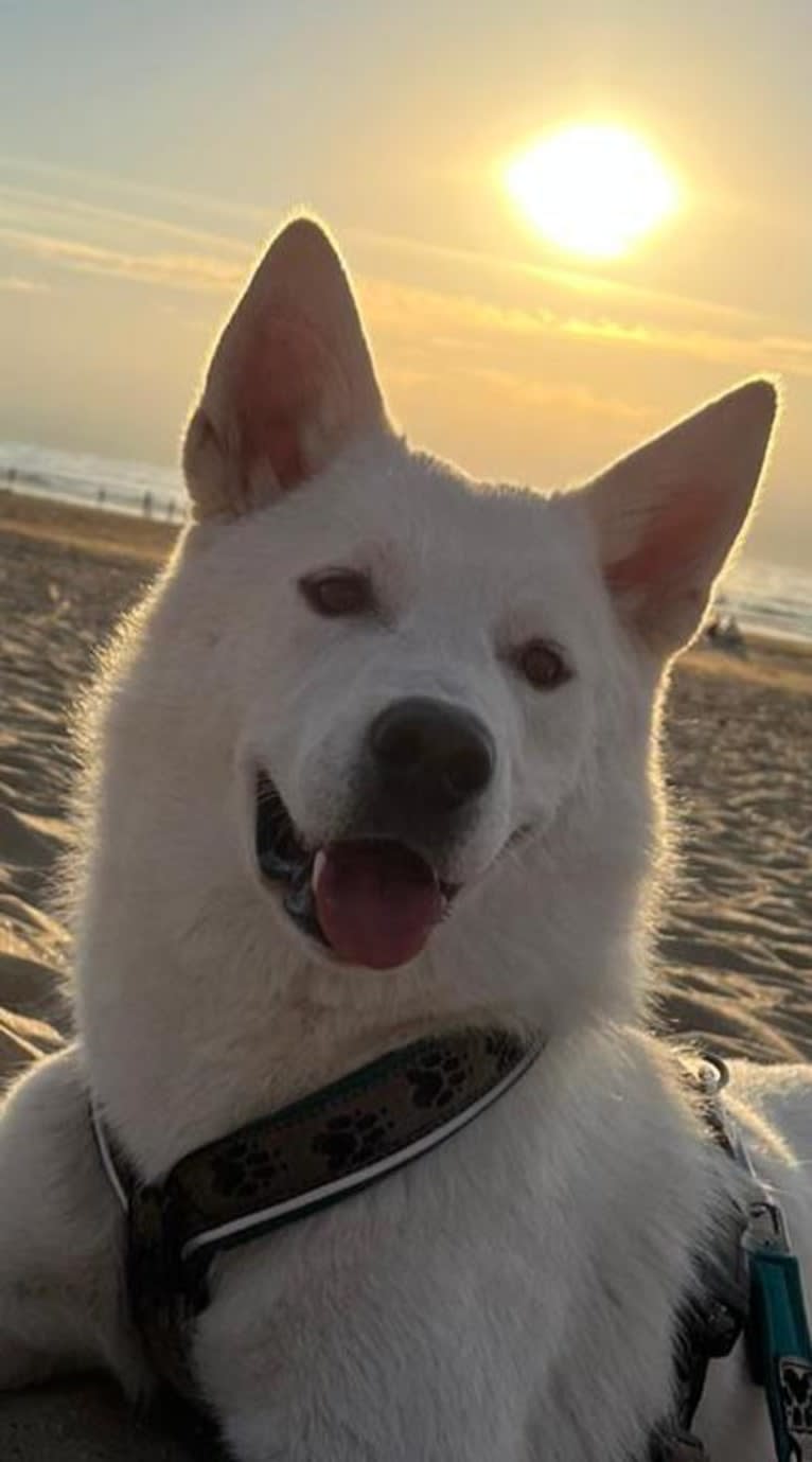 Mallow, a Canaan Dog tested with EmbarkVet.com