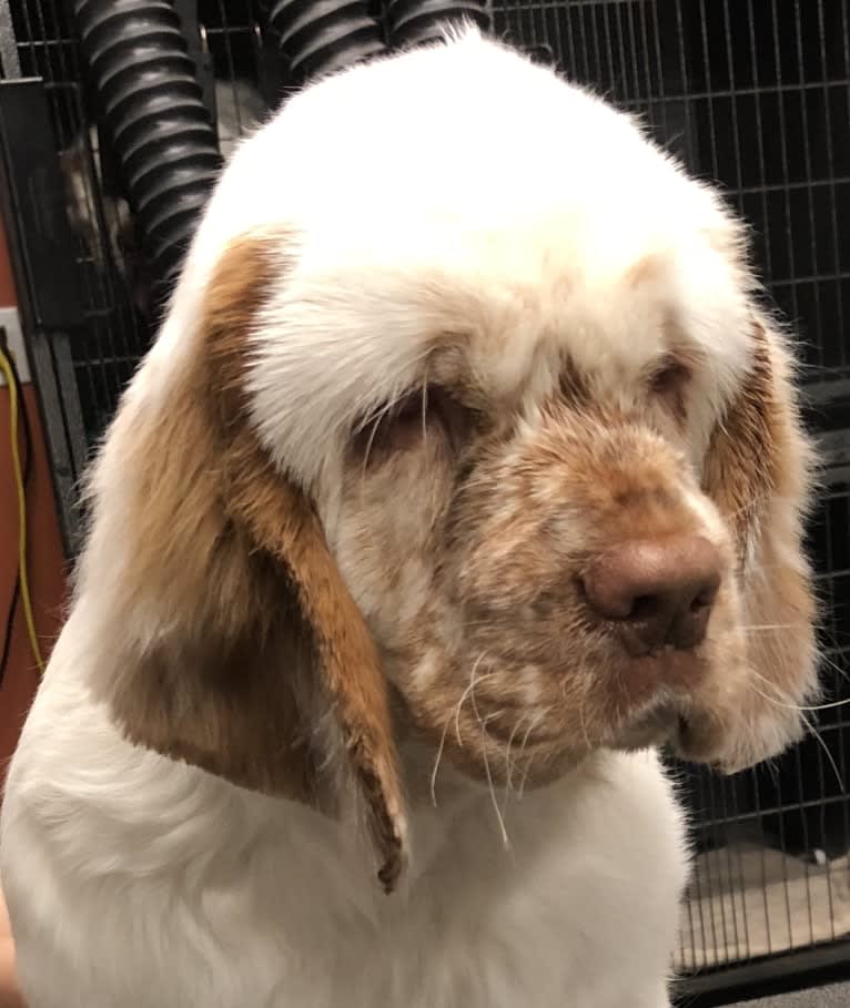 Daisy, a Clumber Spaniel tested with EmbarkVet.com