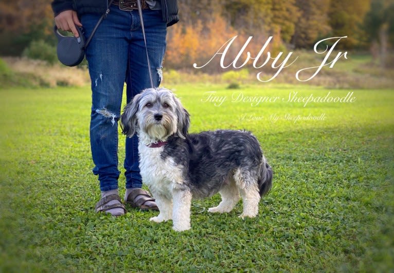 Abby Finan, an Old English Sheepdog and Havanese mix tested with EmbarkVet.com