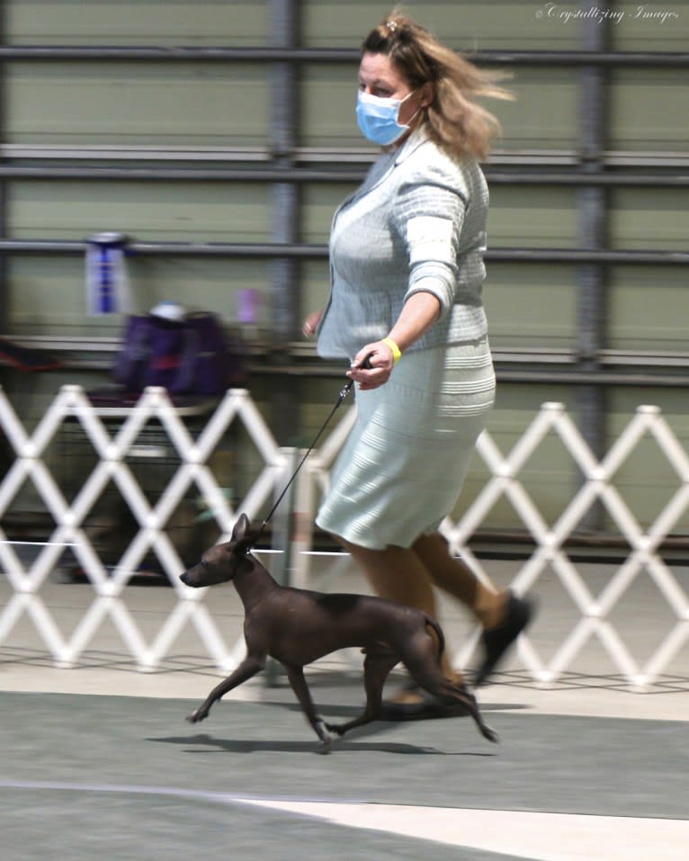 Silverio, a Xoloitzcuintli tested with EmbarkVet.com