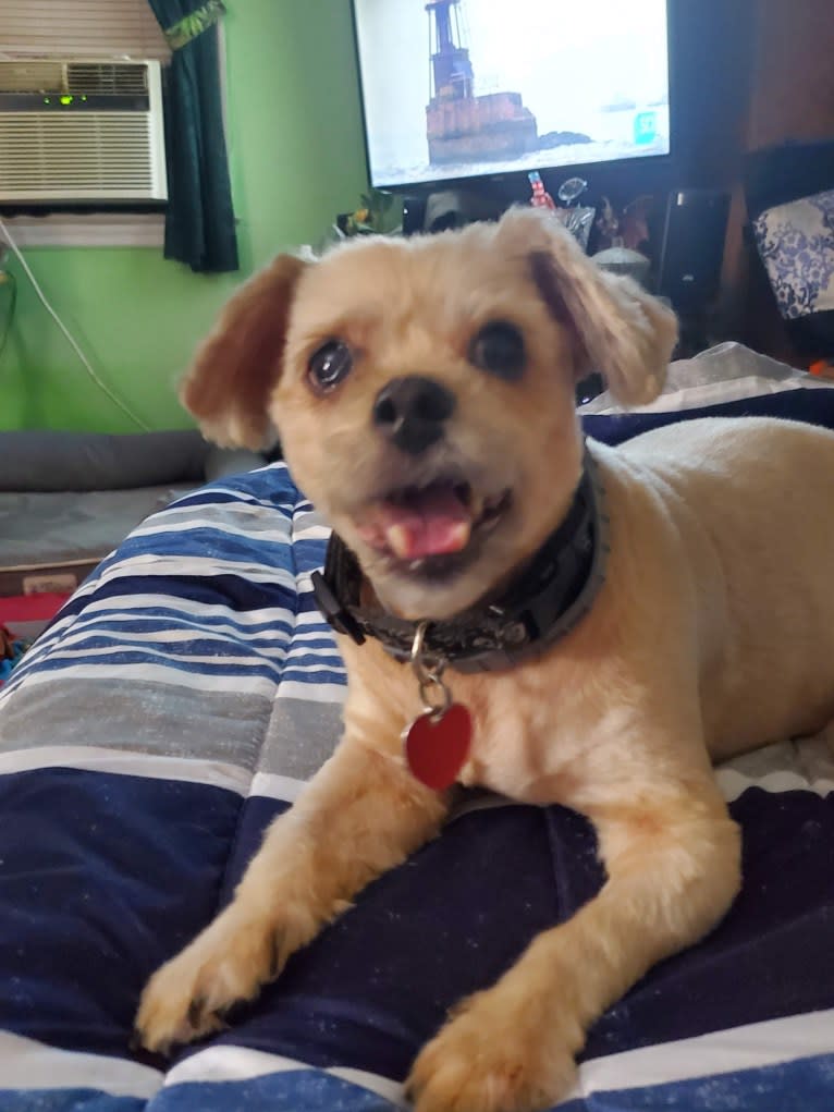 Roscoe, a Rat Terrier and Lhasa Apso mix tested with EmbarkVet.com