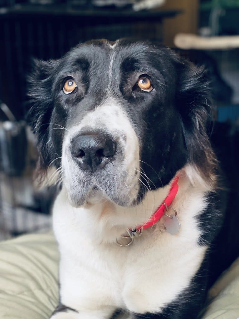 Tula, a Central Asian Shepherd Dog tested with EmbarkVet.com