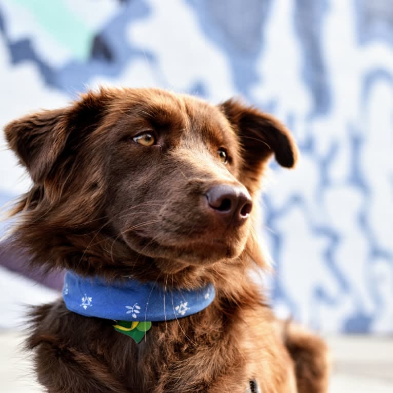 Sequoia, a Siberian Husky and Labrador Retriever mix tested with EmbarkVet.com