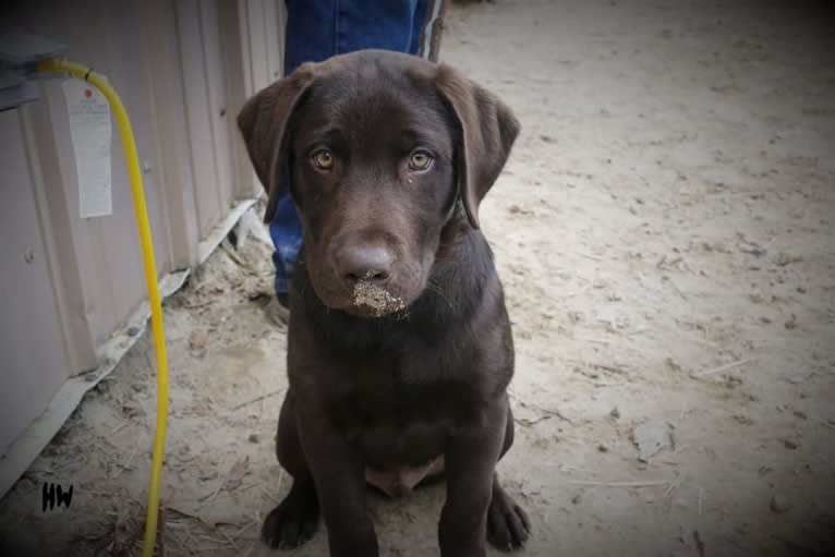 STK9s Colt45s Heart Of A Hero, a Labrador Retriever tested with EmbarkVet.com