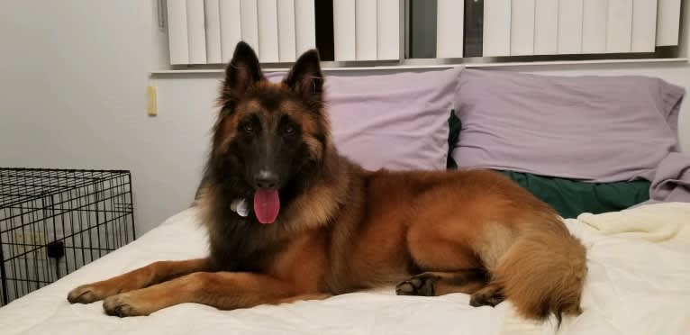 Ripple, a Belgian Shepherd tested with EmbarkVet.com