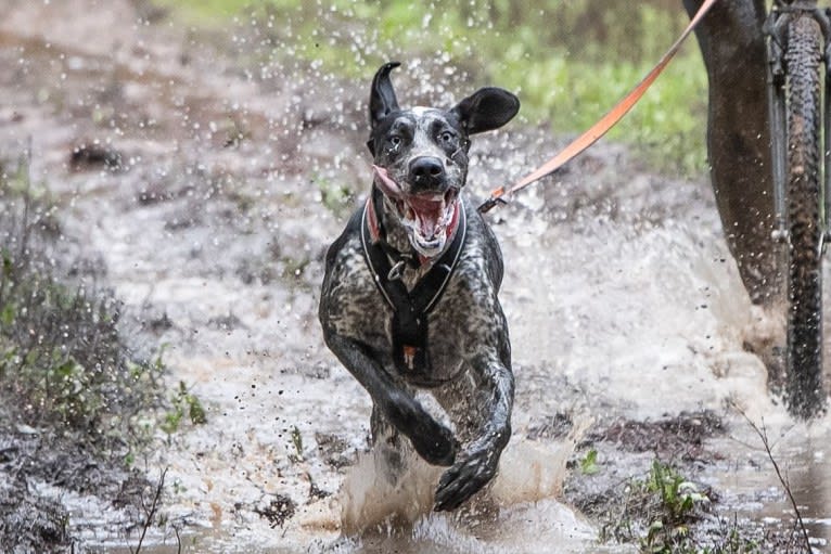 Skadi, a German Shorthaired Pointer and Alaskan-type Husky mix tested with EmbarkVet.com