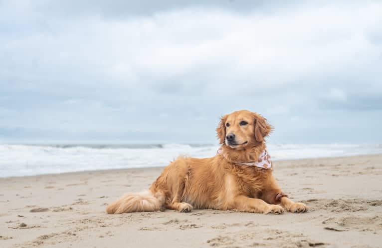 Marley, a Golden Retriever tested with EmbarkVet.com