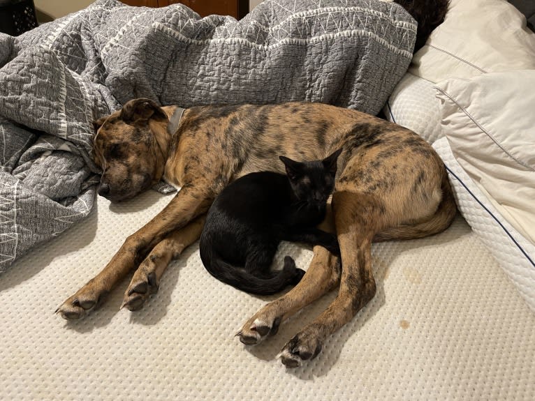 Dante, a Cane Corso and Australian Shepherd mix tested with EmbarkVet.com