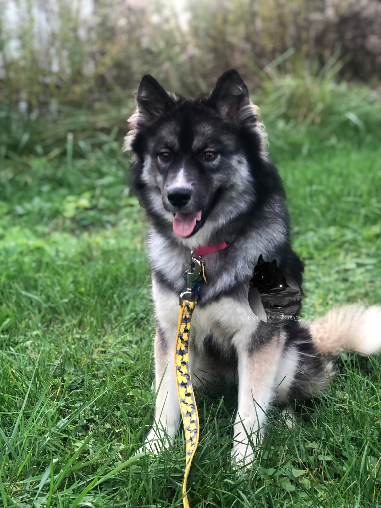 Hex, a Siberian Husky tested with EmbarkVet.com