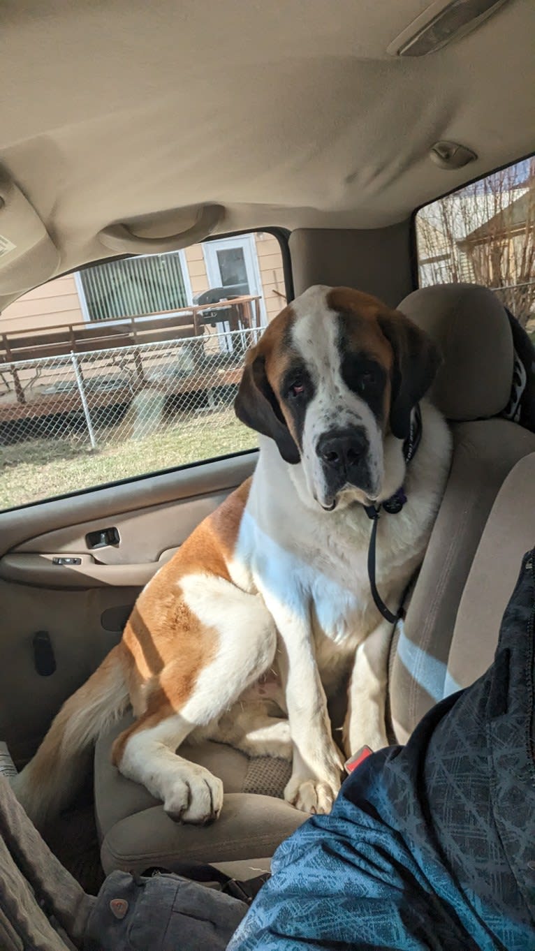 Charlie, a Saint Bernard tested with EmbarkVet.com