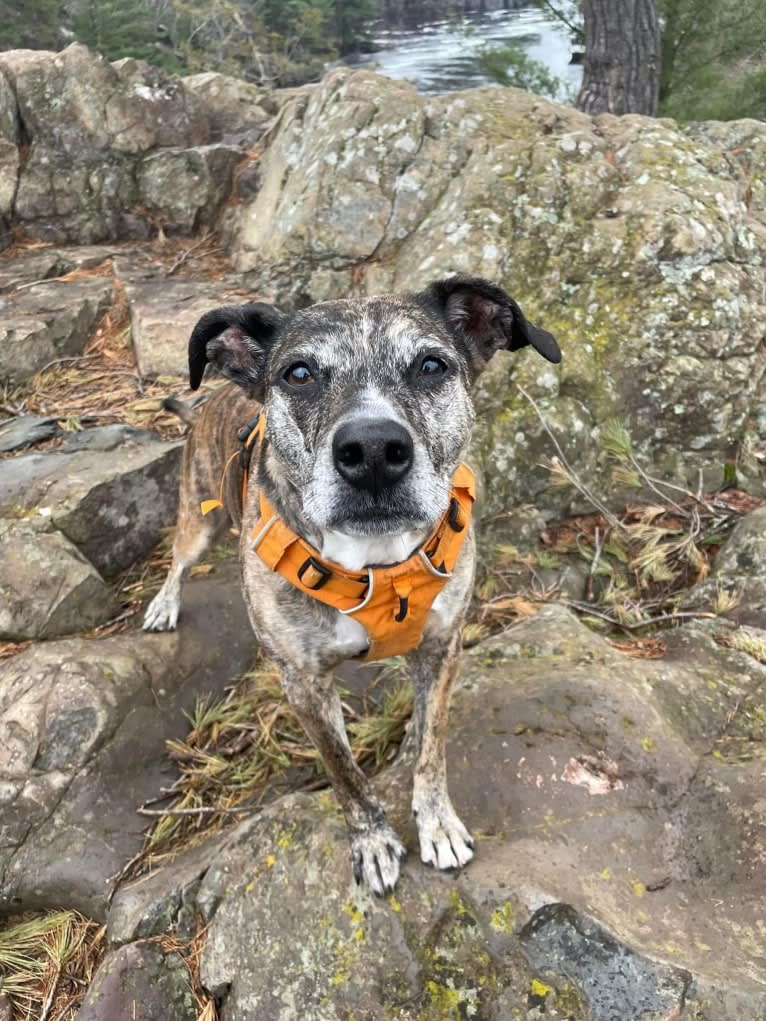 Quinn, an American Pit Bull Terrier and Australian Cattle Dog mix tested with EmbarkVet.com