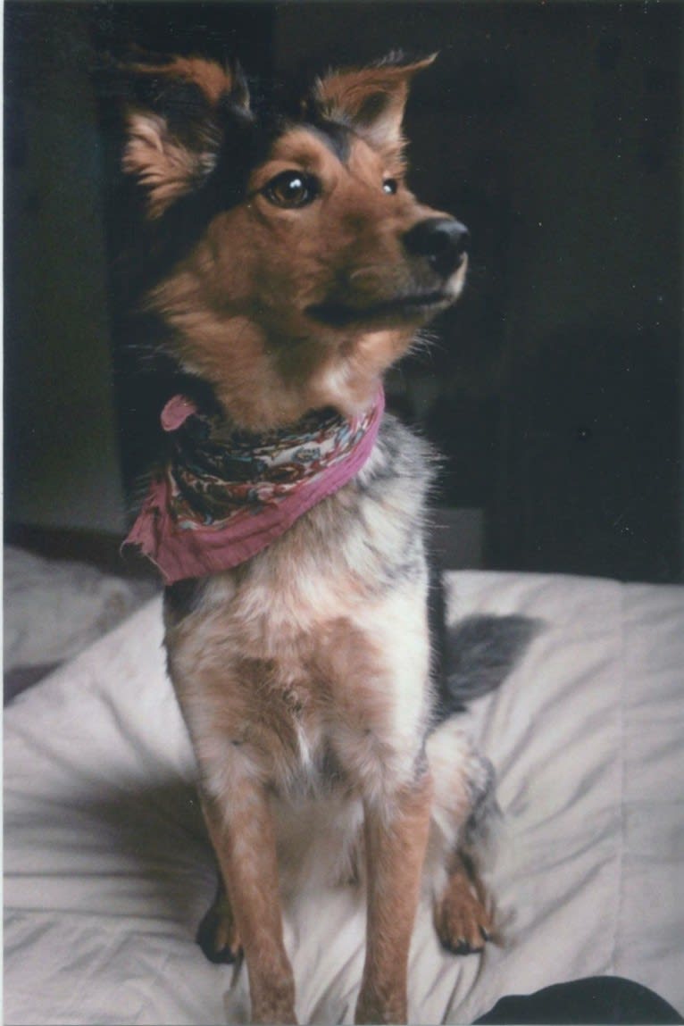 Joon, a Shetland Sheepdog and Australian Cattle Dog mix tested with EmbarkVet.com