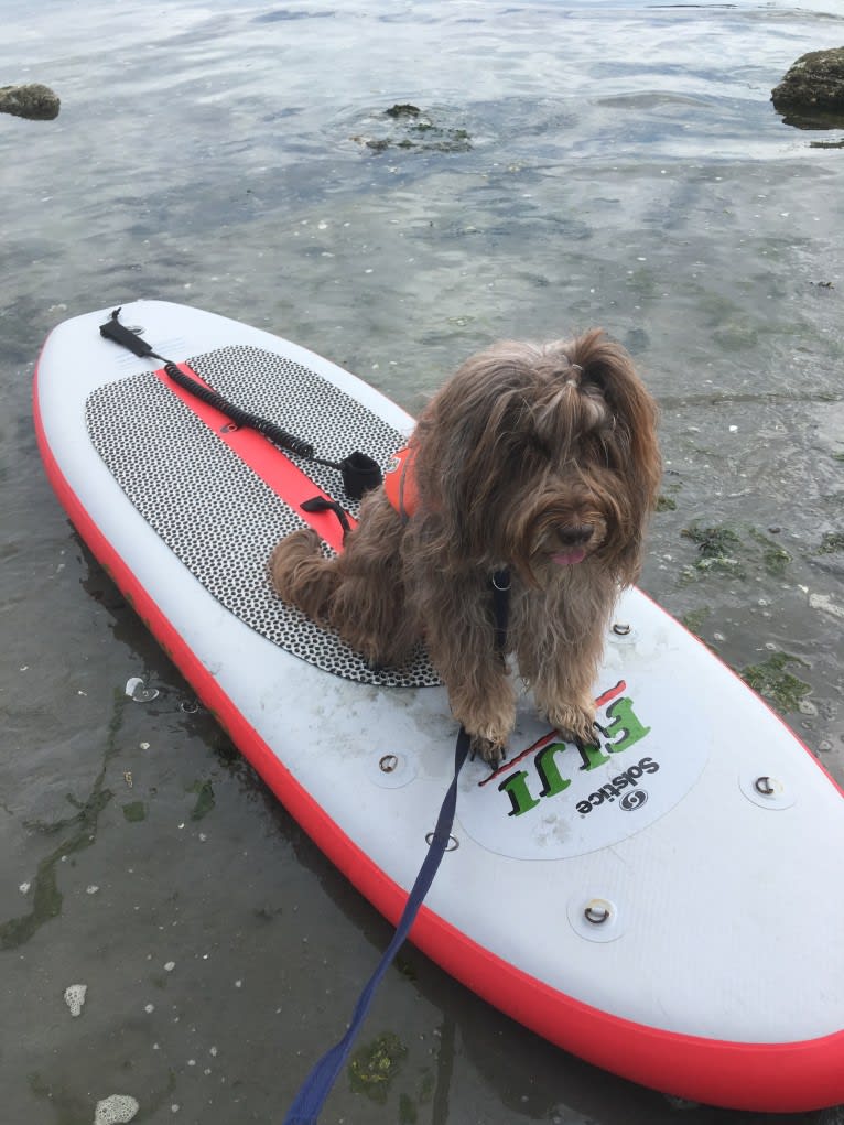 Bromley, a Portuguese Sheepdog tested with EmbarkVet.com