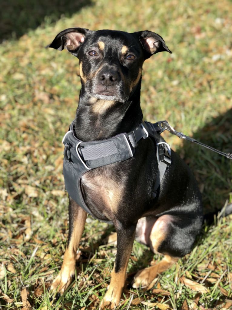 Sam, a Russell-type Terrier and Chihuahua mix tested with EmbarkVet.com
