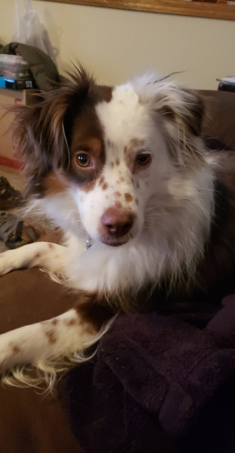 Berlin, an Australian Shepherd tested with EmbarkVet.com