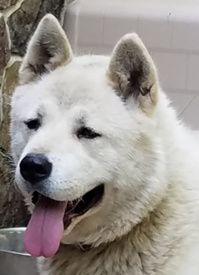 Arya, an Akita tested with EmbarkVet.com