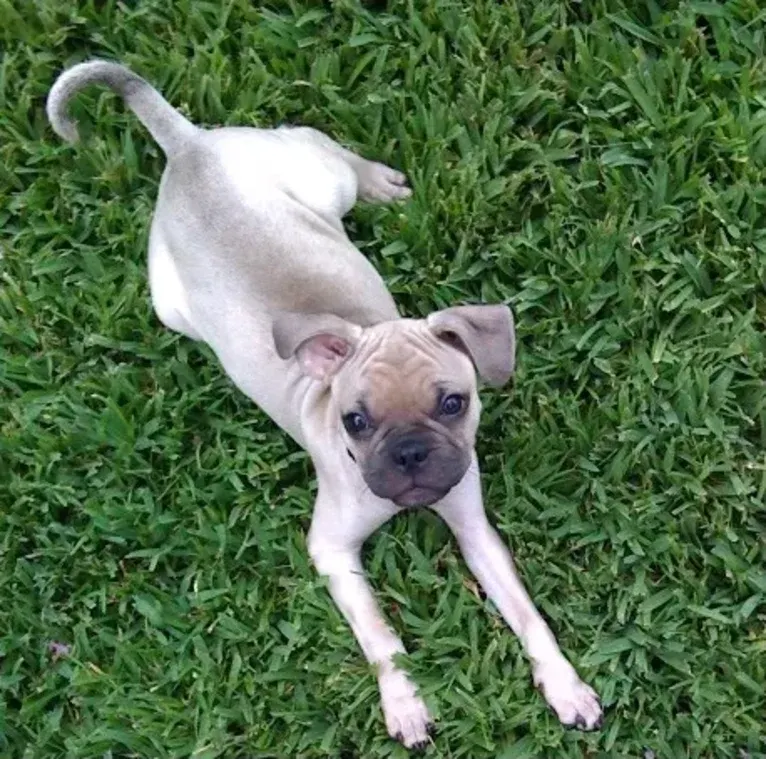 Kona, a Pug and Chihuahua mix tested with EmbarkVet.com
