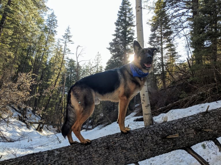 Brutus, a German Shepherd Dog and Samoyed mix tested with EmbarkVet.com