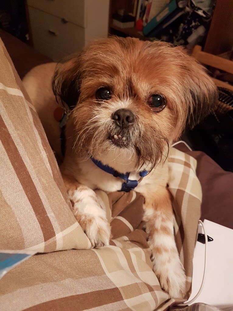 Chestnut, a Shih Tzu and Pomeranian mix tested with EmbarkVet.com