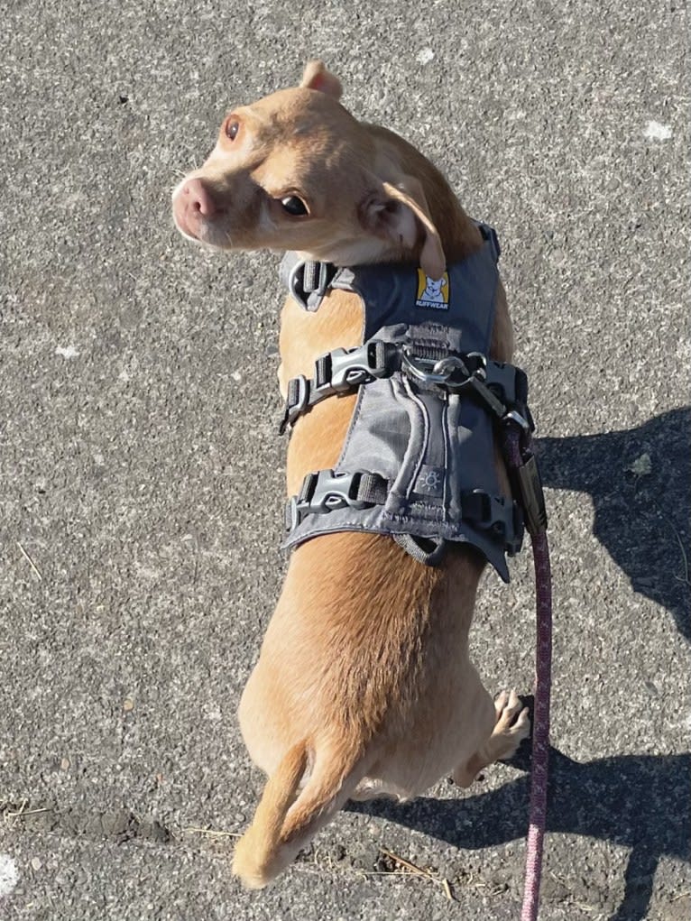 Lily, a Chihuahua and Rat Terrier mix tested with EmbarkVet.com