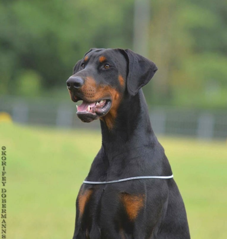 TYLA, a Doberman Pinscher tested with EmbarkVet.com