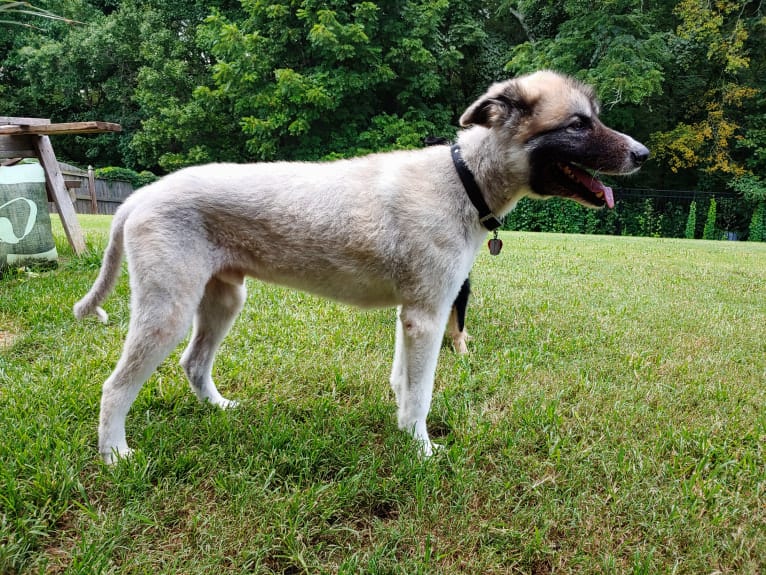 Monster, a Great Pyrenees and Alaskan Malamute mix tested with EmbarkVet.com