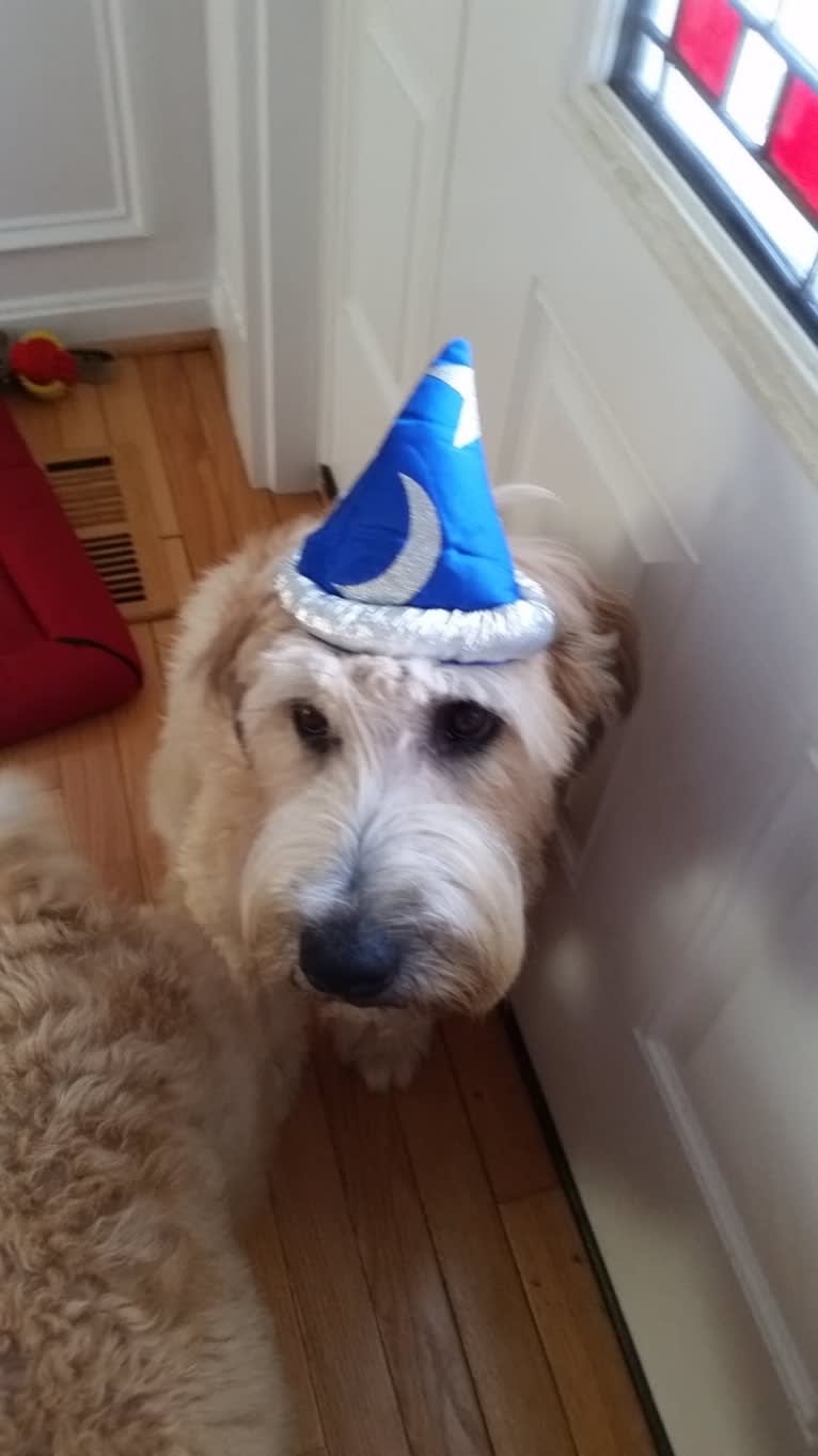 Desmond, a Soft Coated Wheaten Terrier tested with EmbarkVet.com