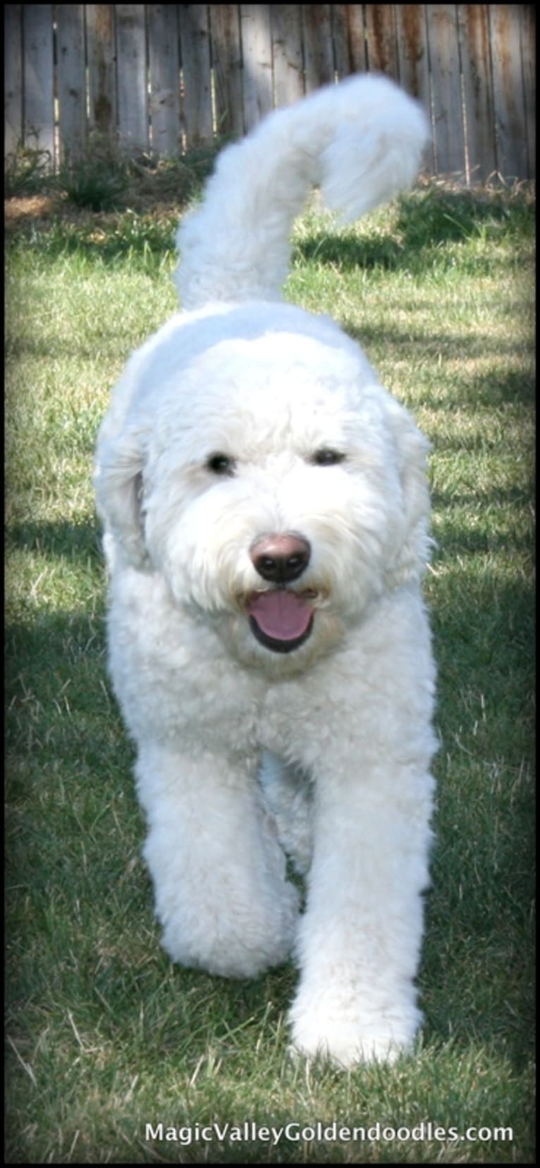 Lady Annie of Magic Valley Goldendoodles, a Goldendoodle tested with EmbarkVet.com