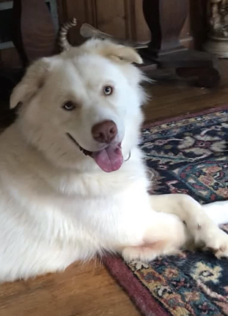 Zeus, a Siberian Husky and American Pit Bull Terrier mix tested with EmbarkVet.com
