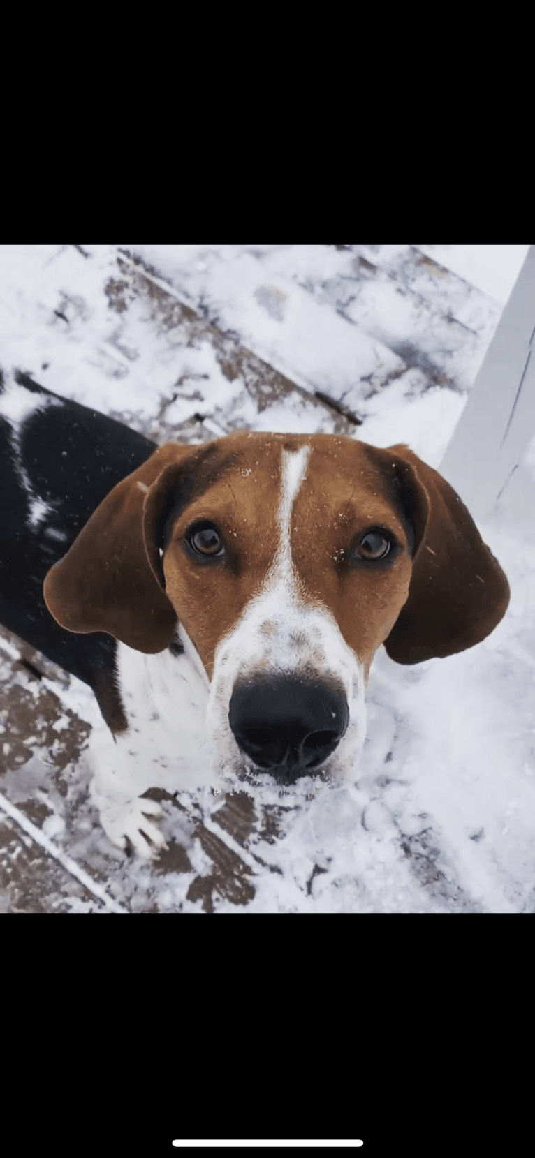 Luca, a Treeing Walker Coonhound tested with EmbarkVet.com