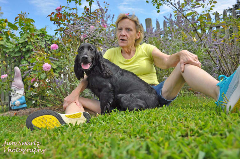 PEREGRINE, a Field Spaniel tested with EmbarkVet.com