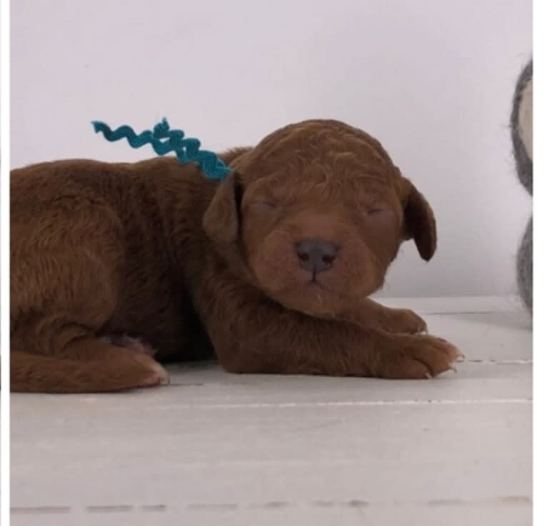 Liesel, a Goldendoodle tested with EmbarkVet.com