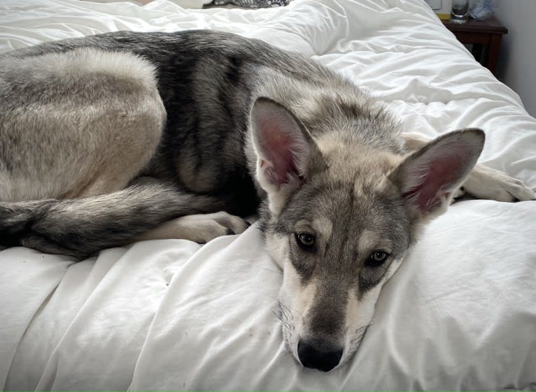 Nimue Qabrielle, a Saarloos Wolfdog tested with EmbarkVet.com