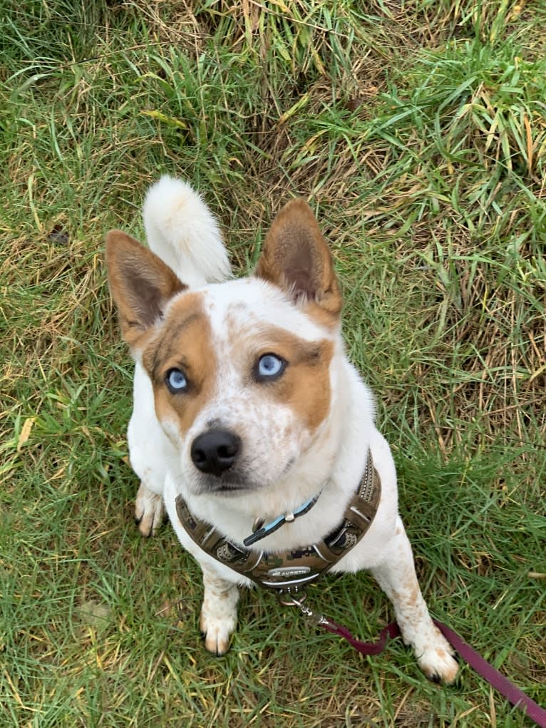 Dylan, an Australian Cattle Dog tested with EmbarkVet.com
