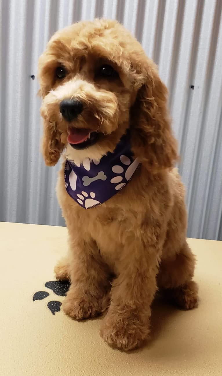 Chloe, a Poodle (Small) and Cocker Spaniel mix tested with EmbarkVet.com