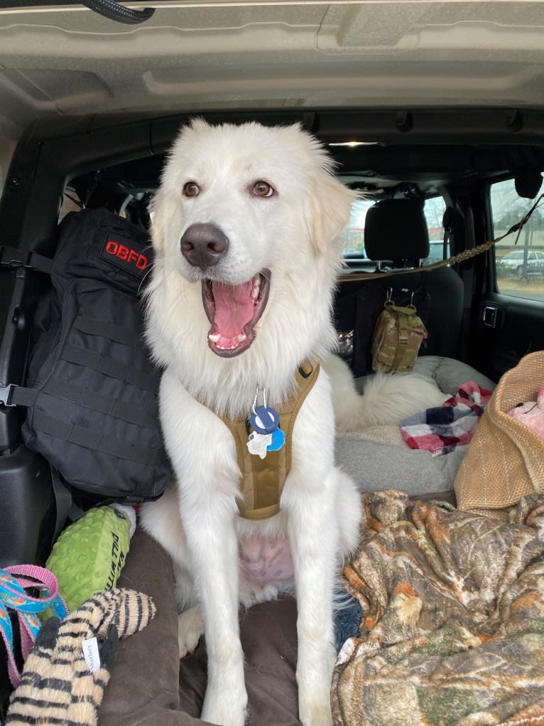 Tundra, a Great Pyrenees tested with EmbarkVet.com