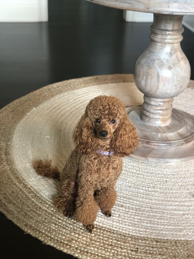 Loki, a Poodle (Small) tested with EmbarkVet.com