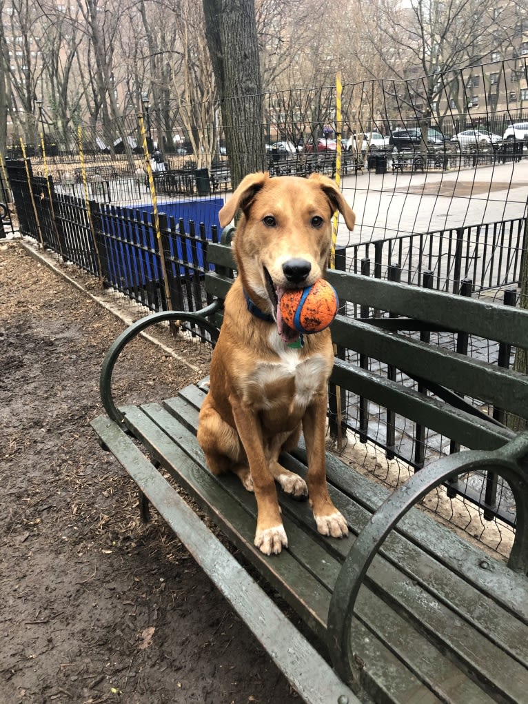 Cooper Lane, a German Shepherd Dog and Labrador Retriever mix tested with EmbarkVet.com