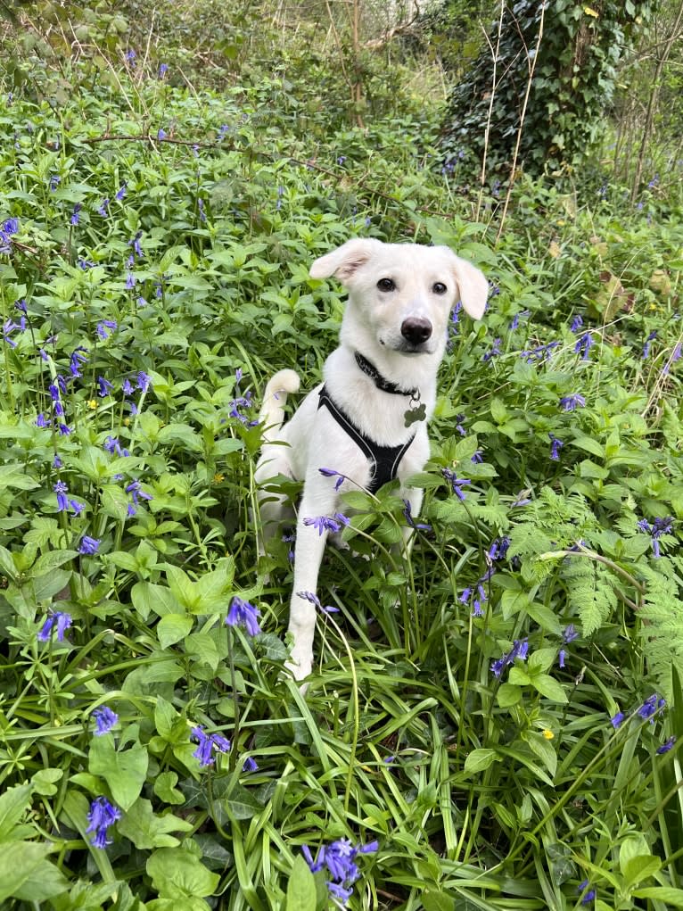 Bruno, an Eastern European Village Dog tested with EmbarkVet.com