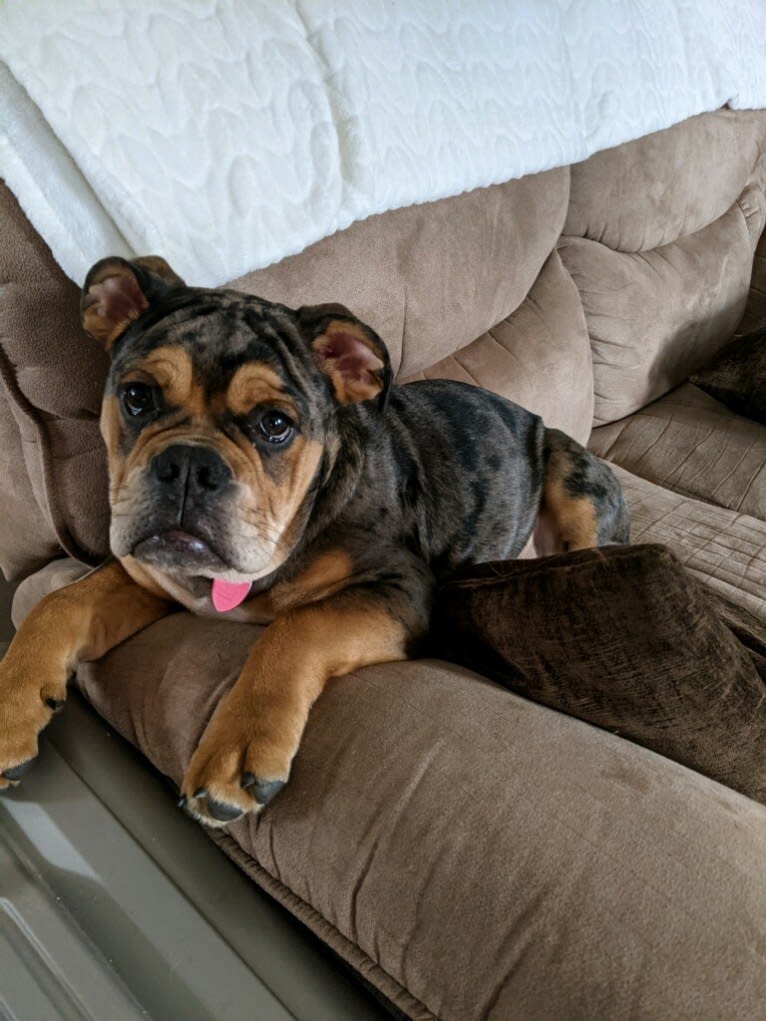 Vinny, an Olde English Bulldogge tested with EmbarkVet.com