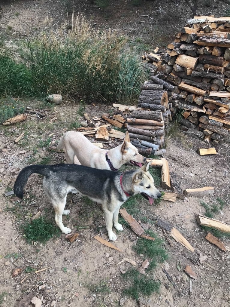 Pearl, an Australian Cattle Dog and Labrador Retriever mix tested with EmbarkVet.com