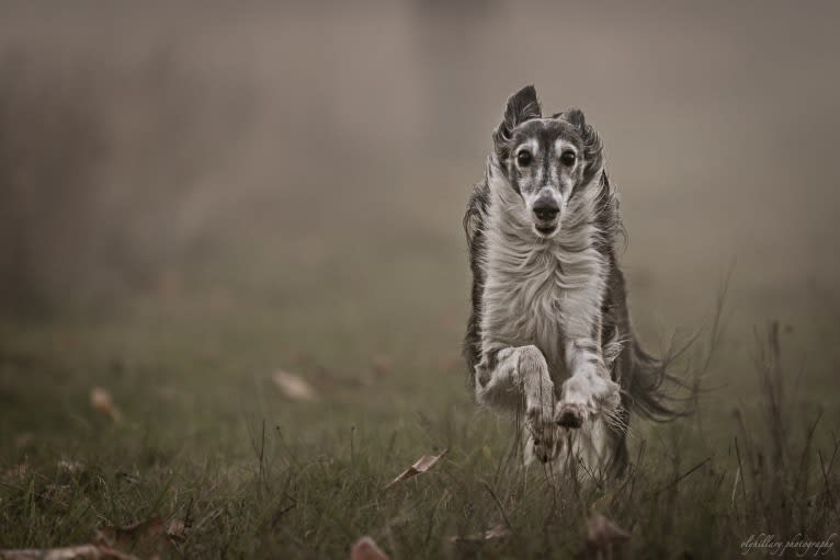 Kira, a Silken Windhound tested with EmbarkVet.com