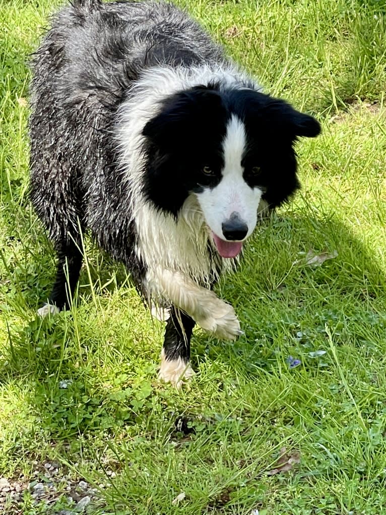 Angel, a Border Collie tested with EmbarkVet.com