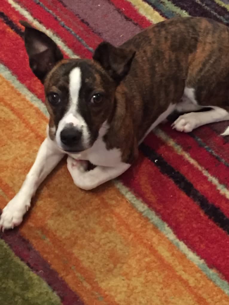 Australian shepherd and boston terrier mix 2025