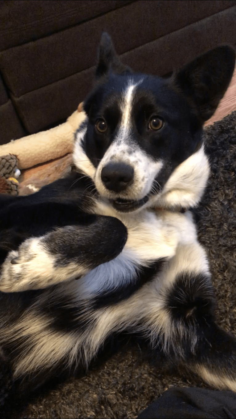 Ryder, a Siberian Husky and Australian Cattle Dog mix tested with EmbarkVet.com