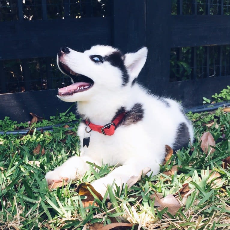 Pirate, a Siberian Husky tested with EmbarkVet.com