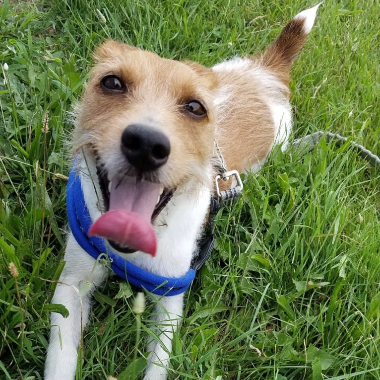 Kona, a Russell-type Terrier tested with EmbarkVet.com