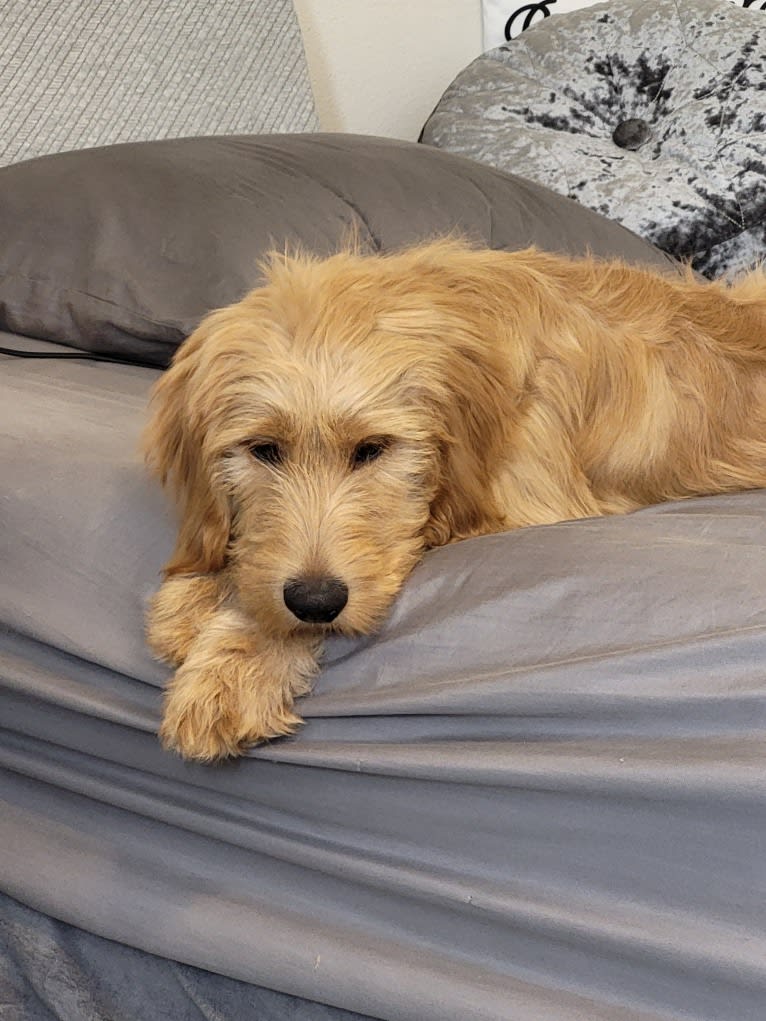 Tobias Lincoln, a Goldendoodle tested with EmbarkVet.com